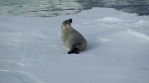 OCEAN WARRIORS | Animal Planet